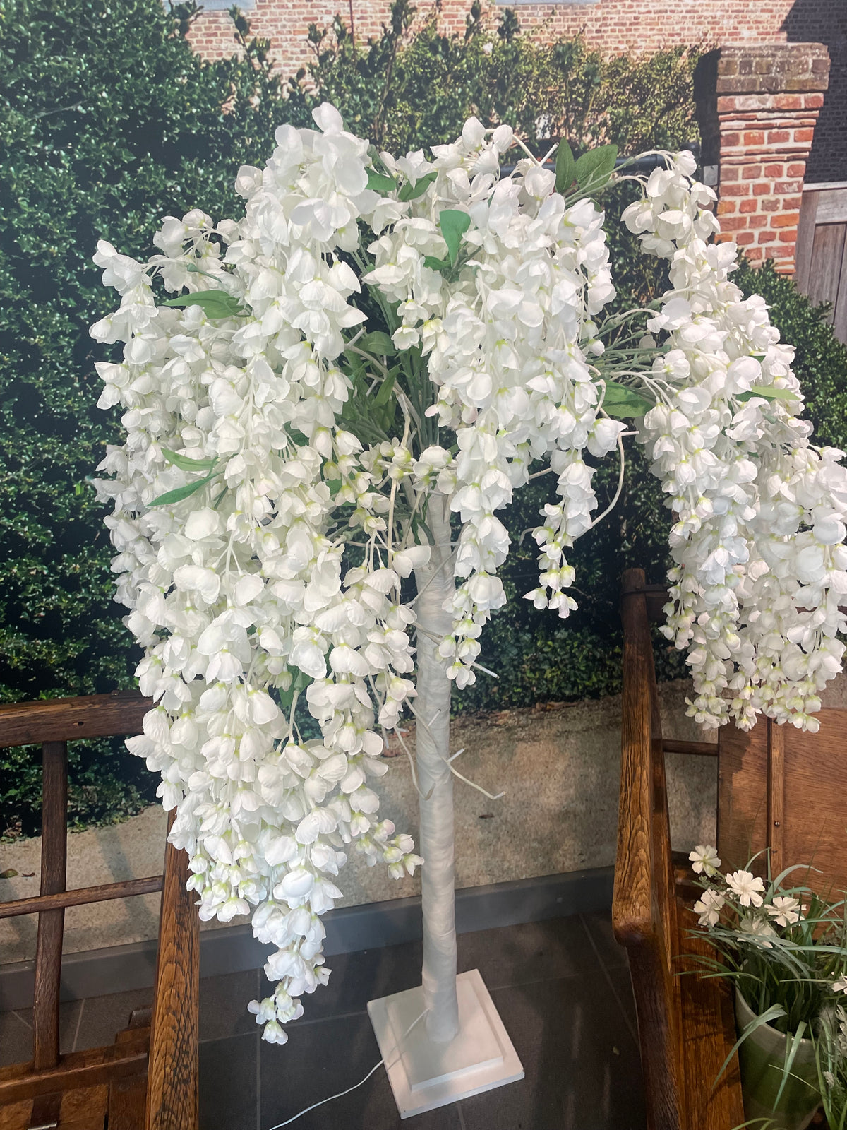 Led mimosaboom