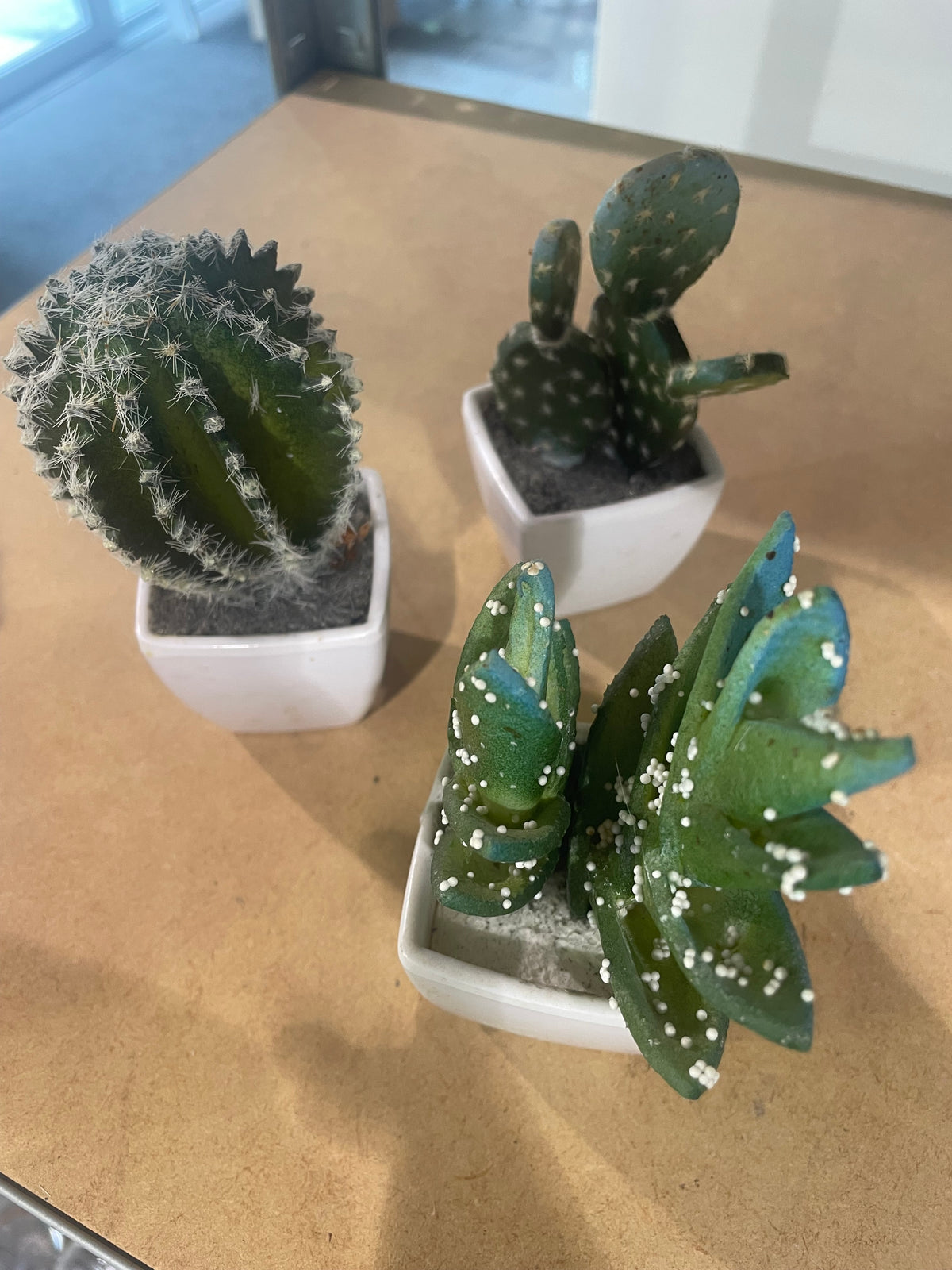 Cactus